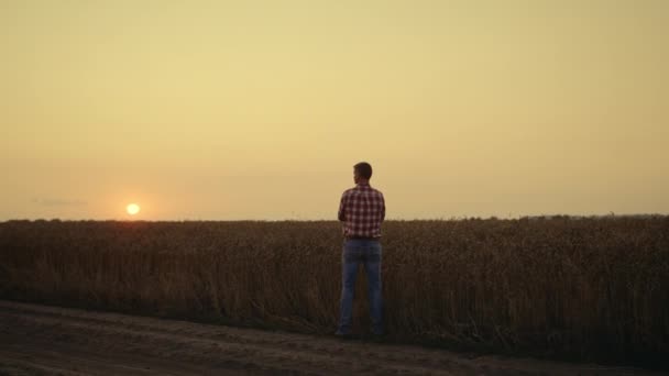 Silhouette farmer agronómus keres betakarítás naplemente búza árpa mező egyedül. — Stock videók