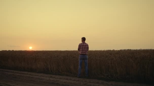 Silhouette agricoltore agronomo cercando raccolto al tramonto campo di orzo di grano da solo. — Video Stock