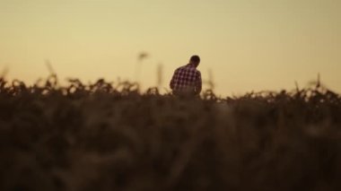 İnsan tarım uzmanları buğday tarlalarını denetliyor. Günbatımı tahıl hasat konsepti