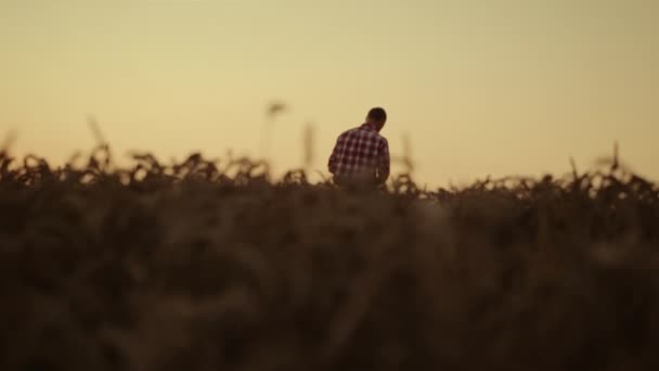 Człowiek agronomista kontroluje uprawy pszenicy na obszarach wiejskich. Koncepcja zbioru ziarna zachodu słońca — Wideo stockowe