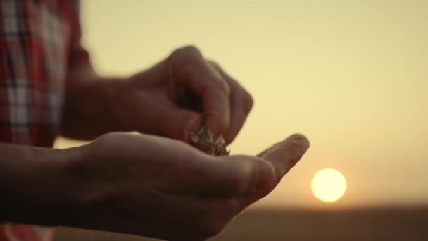 Homme agronome mains examinant grains de blé au coucher du soleil pays champ gros plan. — Video