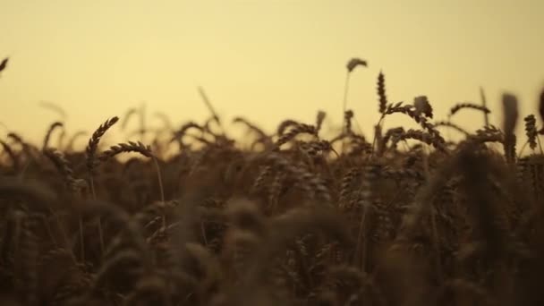 Campo de cereales de trigo al atardecer de cerca. Manos fuertes hombre agronom comprobación de grano — Vídeo de stock