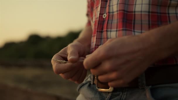 Gros agriculteur mains regardant épillets de blé au champ de coucher de soleil d'été doré. — Video