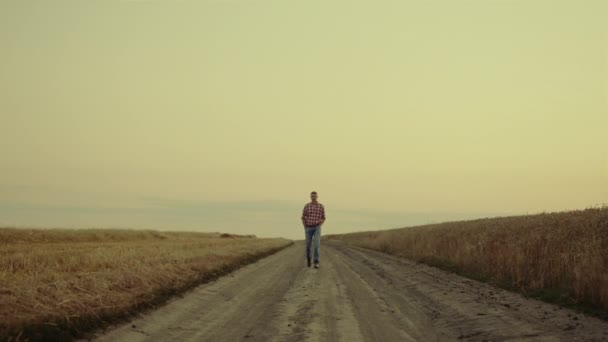 Small business agronom man crossing sunset countryside with golden field alone. — Stock Video