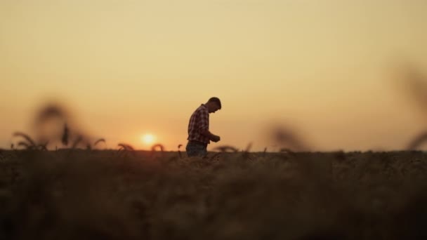サンセットフィールドで黄金の小麦の収穫を検査Silhouette農業所有者. — ストック動画