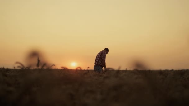 Silhueta homem agricultor examinando grãos de trigo por do sol terras agrícolas. Campo rural — Vídeo de Stock