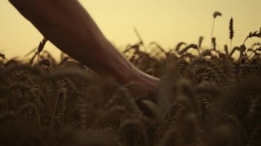 Güneşin doğuşunda buğday hasadı. Sabah tarlasına yakın. İnsan elleri mahsul büyümesini inceliyor