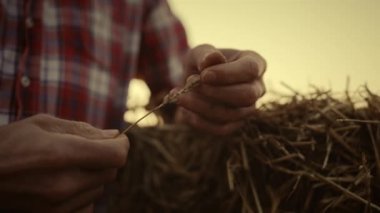 Çiftçi elleri günbatımı tarlasında buğday dikeni tutar. Yakından adam hasat zamanı.