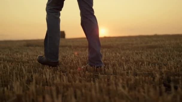 Las botas de granjero caminan por el campo con pajar al atardecer dorado de cerca. Concepto rural — Vídeo de stock