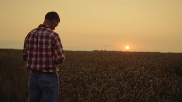 Agronomo imprenditore esaminando il raccolto nel campo di grano del mattino alba. — Video Stock