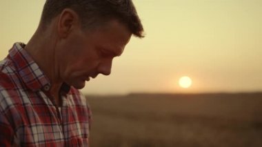 Tarım işçisi, buğday tarlasında tahılları analiz ediyor. Hasat konsepti