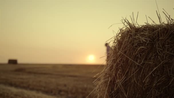 Agricultor caminando campo de heno pila después de la cosecha de puesta de sol de oro. Concepto agronómico — Vídeos de Stock
