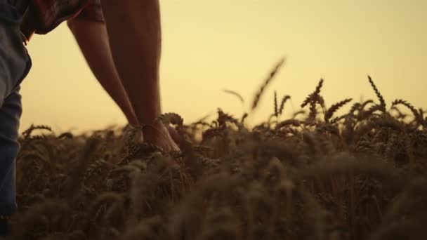 Αγροτικός ιδιοκτήτης επιχείρησης εξέταση των καλλιεργειών στο ηλιοβασίλεμα σιτάρι καλλιεργήσιμης γης. Ανάπτυξη φυτών — Αρχείο Βίντεο