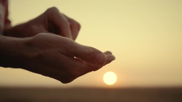 Las manos de los agricultores hacen que las semillas de trigo de control de calidad se cierren al amanecer. — Vídeos de Stock