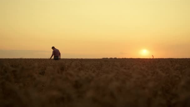 농부 실루엣은스 피켈릿을 작물 밭에서 확인 한다. 농업의 개념 — 비디오