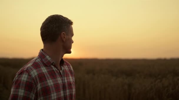 Boer lopen tarweveld onderzoek gekweekte granen close-up. Agro-concept. — Stockvideo