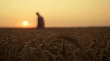 Golden Sunset Spikelet Field 'da çalışan bir adam silueti. Tarım sektörü kavramı