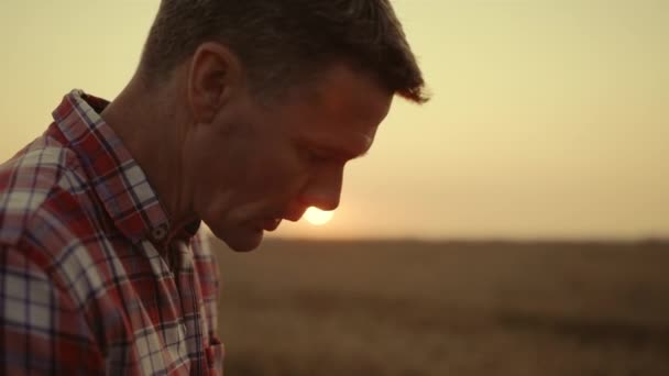 Agronomist człowiek twarz kontroli ziarna pszenicy na wschód słońca farmie. — Wideo stockowe