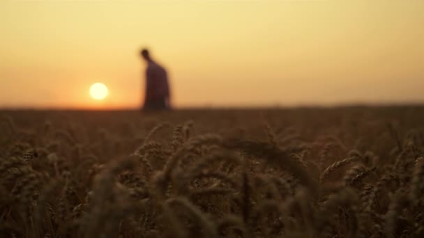 사람 실루엣은 황금빛 해돋이 조개 밭에서 일한다. 탐욕적 인 사업 개념 — 비디오