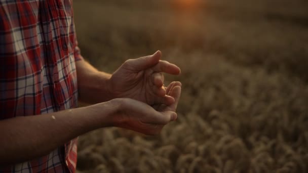 Agricultor vierta el grano de trigo en el primer atardecer dorado. Concepto de cosecha agrícola. — Vídeos de Stock