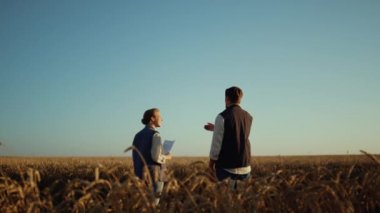 Buğday tarlasında birlikte çalışan çiftçiler. Güzel kırsal alan..