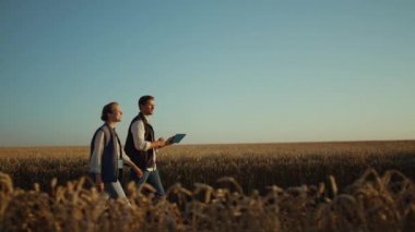İki çiftçi altın güneş ışığında buğday hasadını inceliyor. Kırsal manzara manzarası.