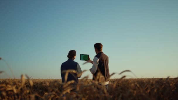 Farmers working wheat field with pad computer. Farmland managers checking crops — Stock Video