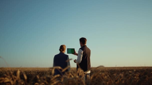 Agricultores usando computador pad para comunicação on-line com parceiros no campo de trigo — Vídeo de Stock