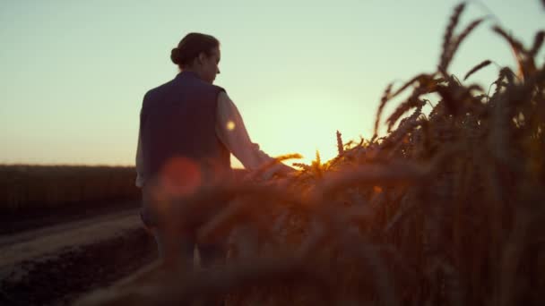 Silueta agricultor tocando espiguillas de trigo. Hermoso paisaje rural al atardecer. — Vídeos de Stock