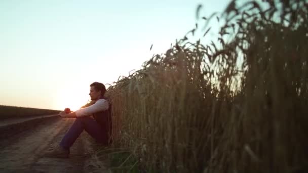 Agronom pozorující chov pšenice při samotném zlatém západu slunce. — Stock video