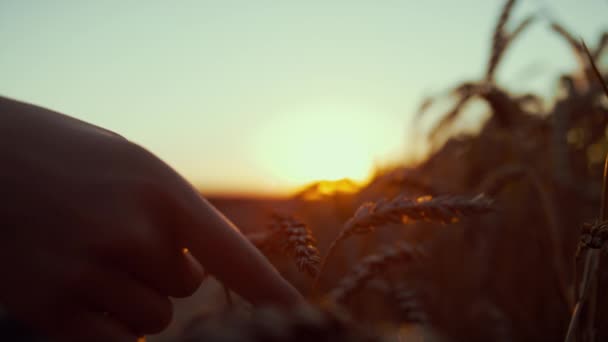 Farmerkéz megérinti a tüskéket napnyugtakor közelről. Gyönyörű kilátás a vidékre. — Stock videók