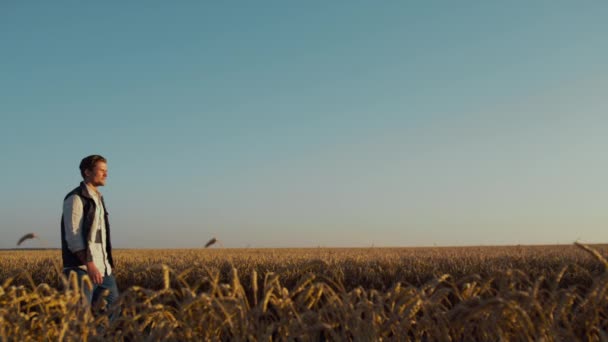 Campesino caminando compañero de reunión de campo de trigo. Hermoso paisaje rural tranquilo — Vídeo de stock