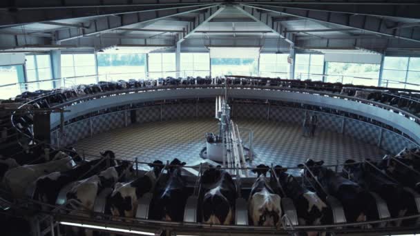 Сільськогосподарський доїльний зал з сучасною автоматичною карусельною системою . — стокове відео