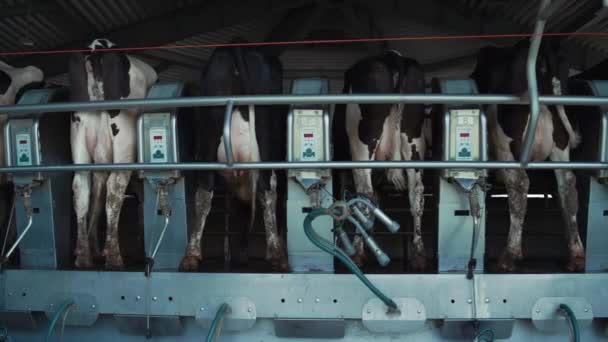 Modern cows milking platform at production facility. Farming parlour equipment. — Stock Video