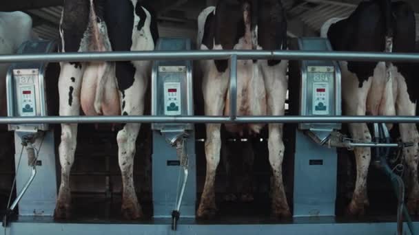 Automatic cows milking system in farm parlour. Modern dairy production facility. — Video