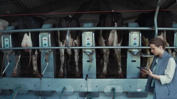 Woman control milking process at dairy farm. Automatic suction equipment parlour — Stock Video