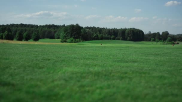 Golf fairway landscape view at country club. No people nature relaxing concept. — Vídeo de stock