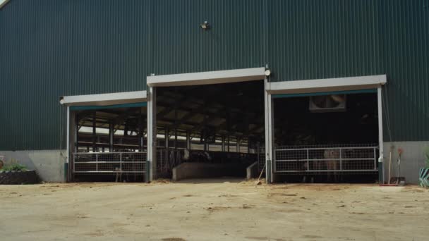 Gårdsbyggnad på mjölkgård på solig dag. Holstein kor stående i foderpartier. — Stockvideo