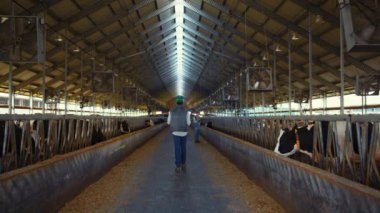 Animal farmer walking aisle cowshed rear view. Workers inspect cattle feedlots.