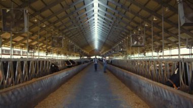 Livestock team working cowshed at countryside. Farming managers inspect feedlots