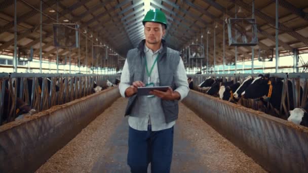 Dairy farmer walking aisle in cowshed. Hands tapping tablet screen closeup. — Wideo stockowe