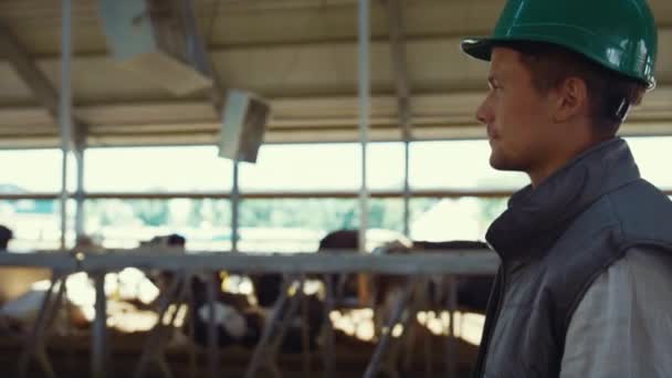 Animal farmer control shed work closeup. Agricultural team inspecting cattle. — Video Stock