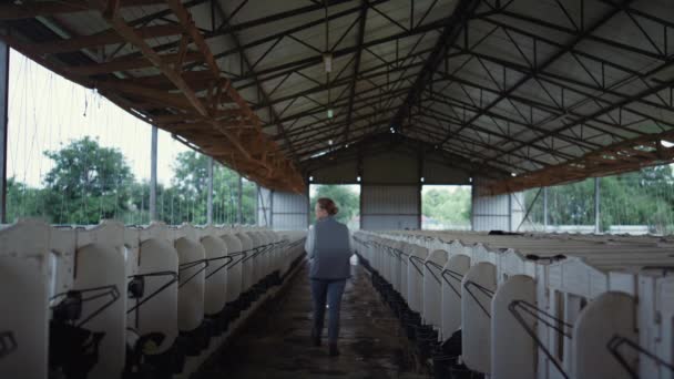 Livestock manager walking cowshed aisle rear view. Animal husbandry countryside — Vídeo de stock