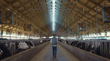 Dairy farm worker control animal care process. Holstein cows eating in feedlots.