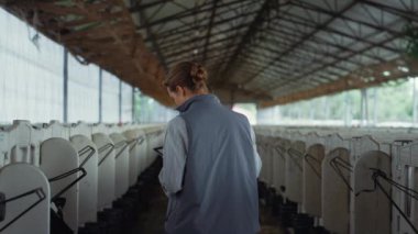 Farm veterinarian checking calves in shed. Cattle breeder inspecting animals.