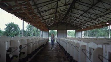 Farmer checking calves feedlots at countryside. Dairy manufacture facility.