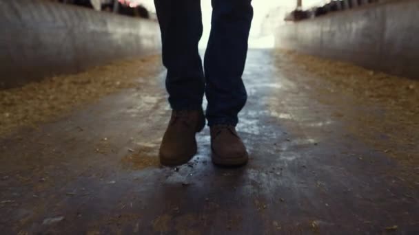 Botas de agricultor caminhando barracão closeup. Proprietário do agronegócio confiante inspeciona feedlots — Vídeo de Stock