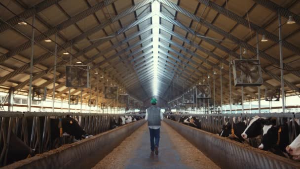 Nadzorca hodowli zwierząt idzie do zakładu mleczarskiego. krowy Holstein jedzące w paszach — Wideo stockowe