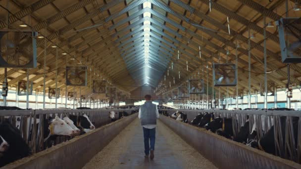 Dairy farm worker control animal care process. Holstein cows eating in feedlots. — Stok video