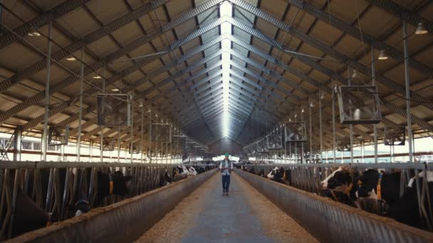 Farm worker walking cowshed alone. Livestock supervisor inspect dairy facility. — Stok video